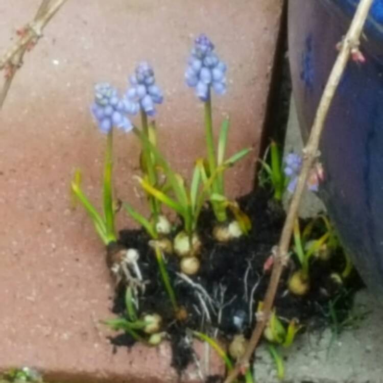 Plant image Pseudomuscari azureum syn. Muscari Azureum