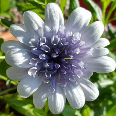 Osteospermum '3D 'Silver'