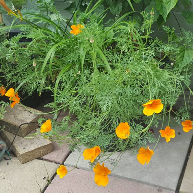 Plant image Eschscholzia californica 'Orange King'