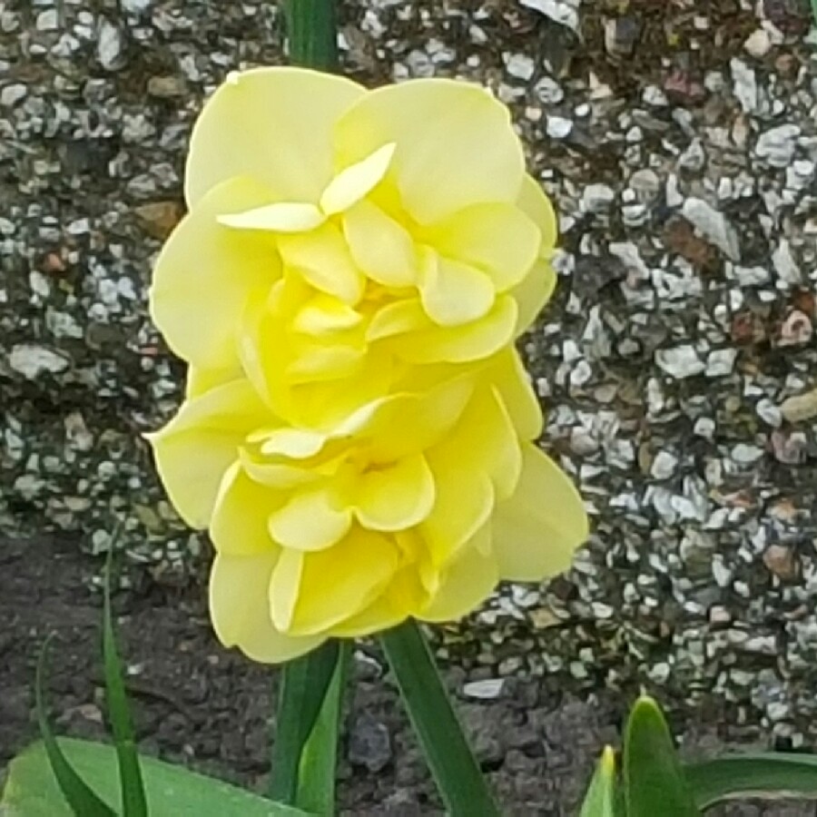 Plant image Narcissus 'Yellow Cheerfulness' syn. Narcissus 'Ruth Fox'