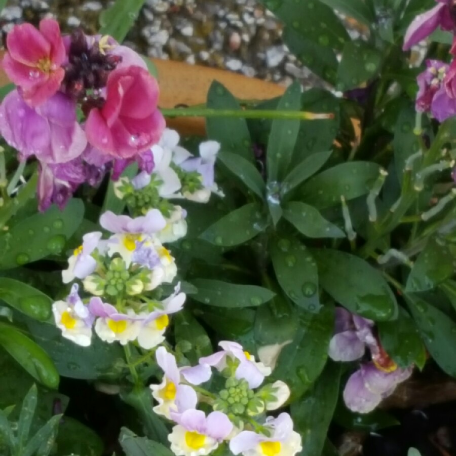 Plant image Nemesia strumosa 'KLM'