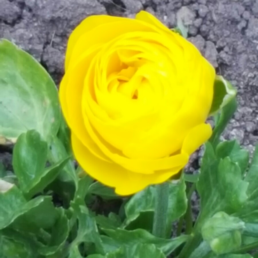 Plant image Ranunculus acris 'Flore Pleno'