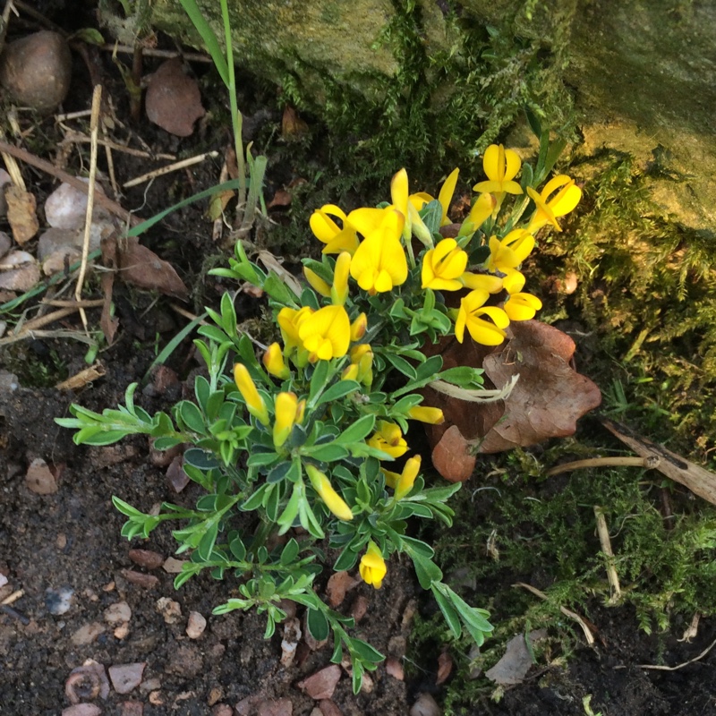 Plant image Genista 'Porlock' syn. Cytisus 'Porlock'