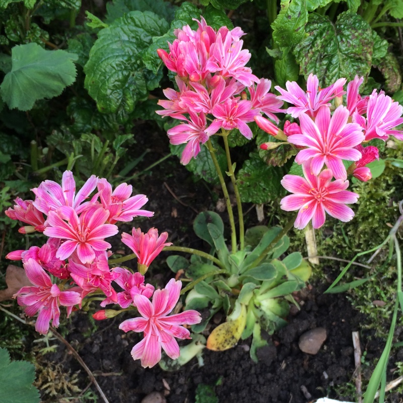 Plant image Lewisia Cotyledon 'Beckneri'