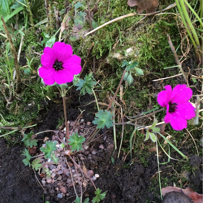 Plant image Geranium (Cinereum Group) 'Ballerina'