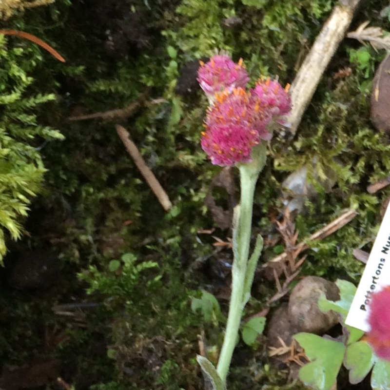 Plant image Antennaria dioica