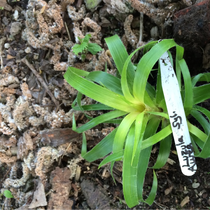 Plant image Luzula sylvatica syn. Luzula maxima