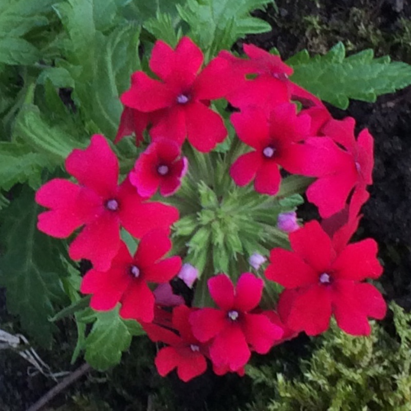 Plant image Verbena 'Aztec Dark Red'