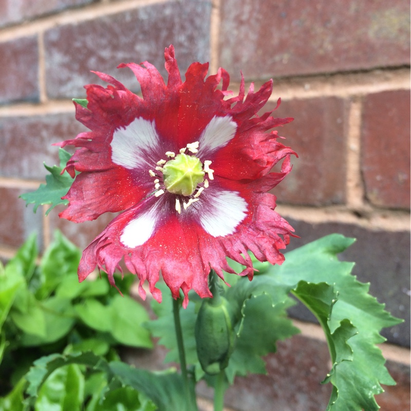 Plant image Papaver somniferum 'Danish Flag'