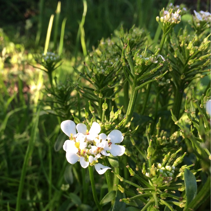 Plant image Iberis sempervirens 'Masterpiece'