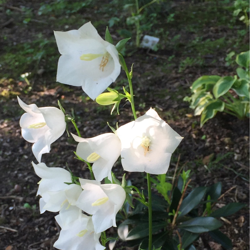 Plant image Campanula persicifolia 'Takion White' (Takion Series)