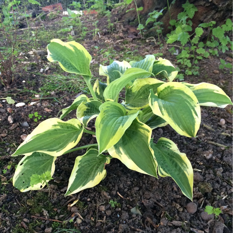 Plant image Hosta 'So Sweet'