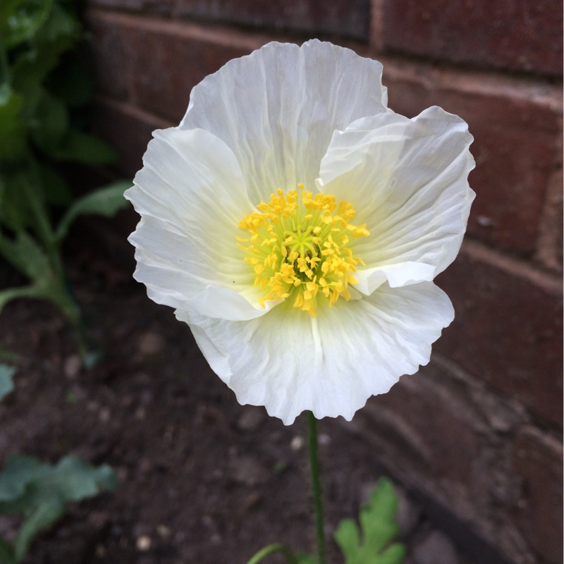 Plant image Papaver nudicaule 'Spring Fever White' (Spring Fever Series)