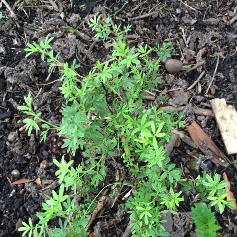 Plant image Potentilla fruticosa