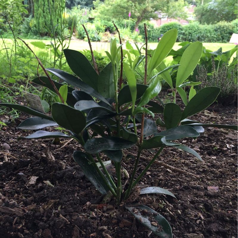 Skimmia japonica 'Rubella'