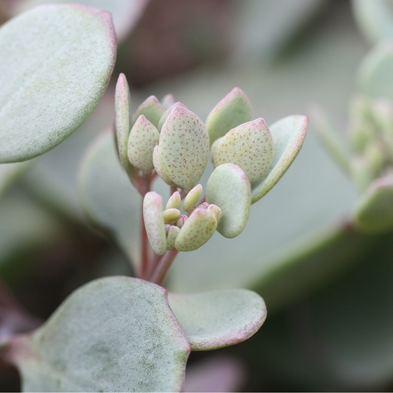 Plant image Hylotelephium Cauticola