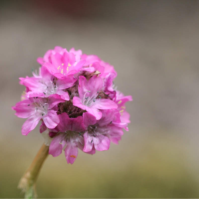 Armeria maritima