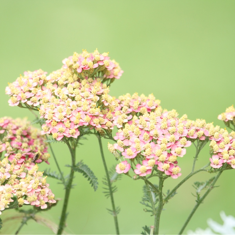 Achillea millefolium 'Paprika'