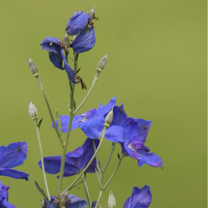 Plant image Delphinium 'Summer Nights'