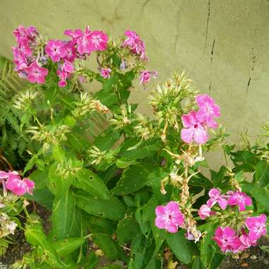 Phlox 'Utopia'