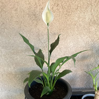 Peace Lily