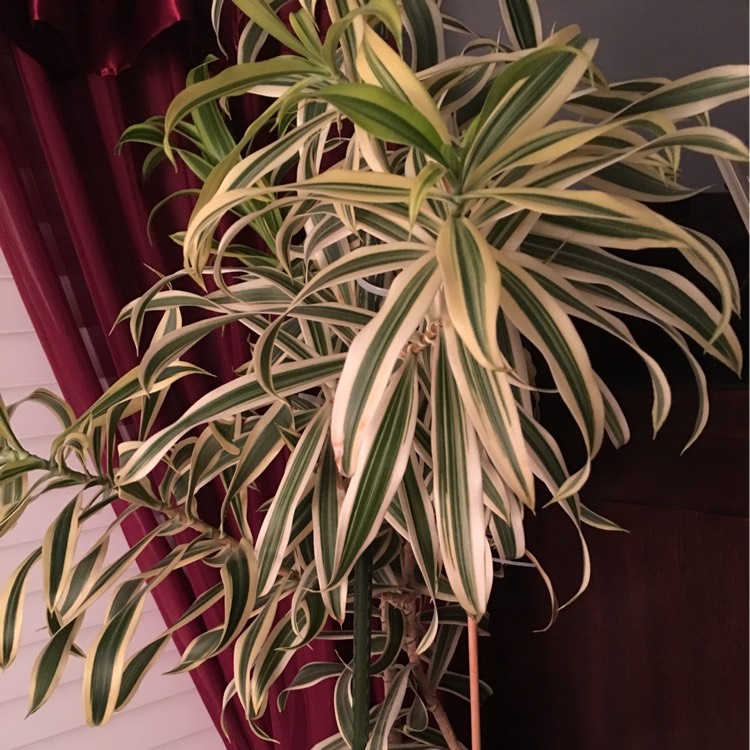 Plant image Dracaena reflexa syn. pleomele reflexa