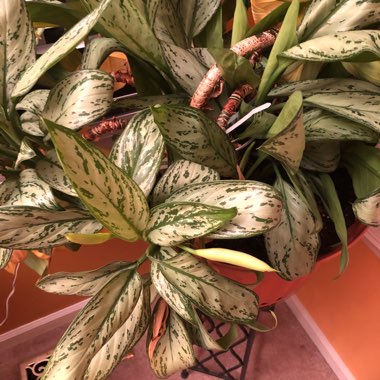 Aglaonema 'Silver Queen' ; Aglaonema commutatum 'Silver Queen'  ; Aglaonema nitidum 'Silver Queen'