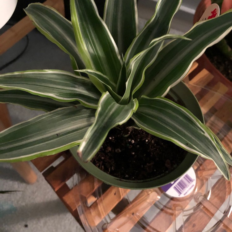 Plant image Dracaena deremensis 'Warneckii'