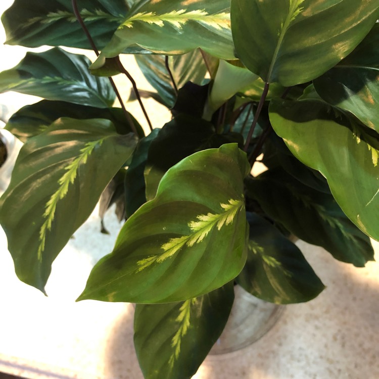 Plant image Calathea 'Maui Queen'