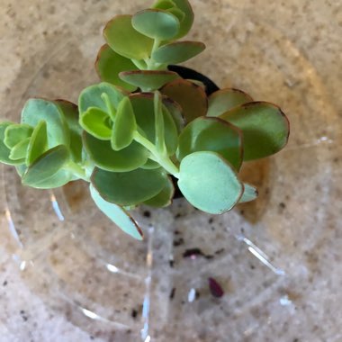 Kalanchoe marnieriana