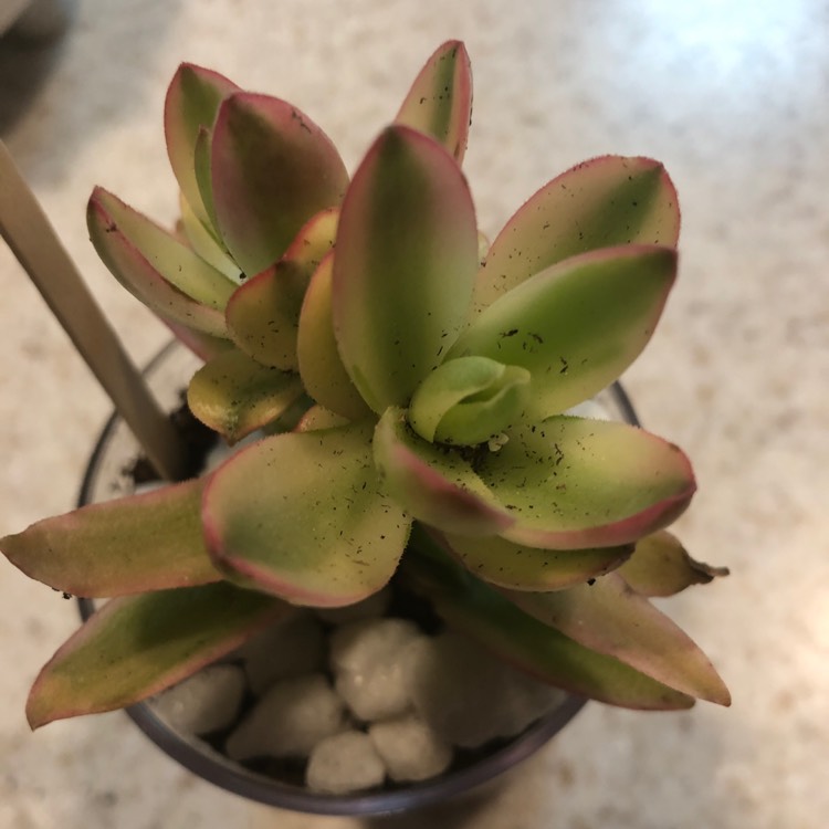 Plant image Crassula coccinea Variegated