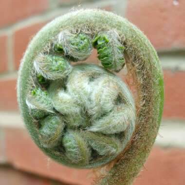 Tasmanian Tree Fern