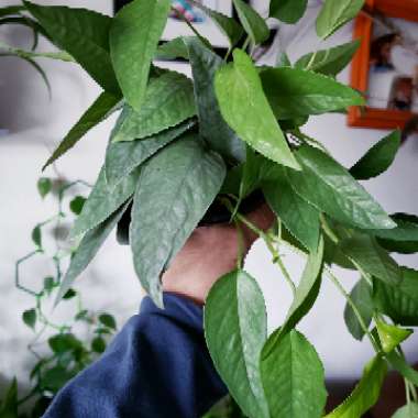 Epipremnum pinnatum 'Cebu Blue'