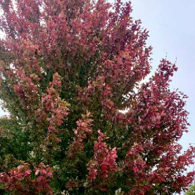 Acer rubrum