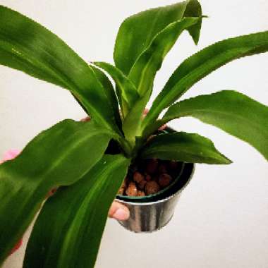 Dracaena fragrans 'Massangeana'