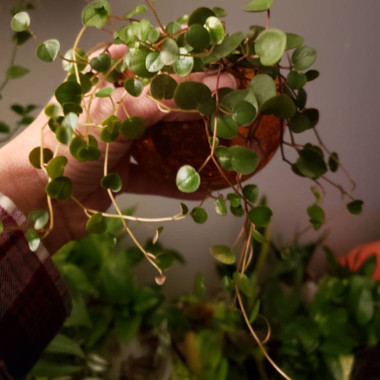 Plant image Peperomia 'Ruby Cascade'