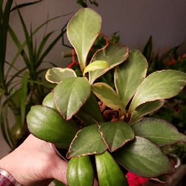 Peperomia clusiifolia 'Ginny'