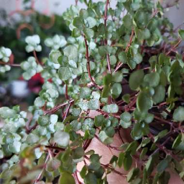 Pilea Glauca