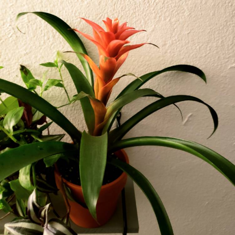 Plant image Guzmania lingulata