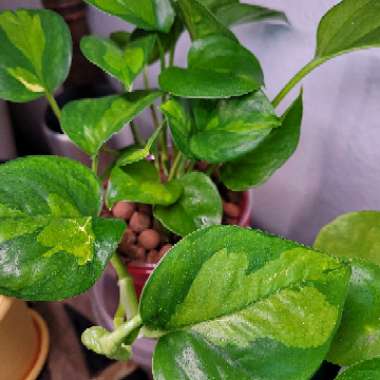 Epipremnum aureum 'Global Green'