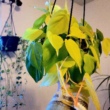 Philodendron hederaceum 'Aureum' syn. Philodendron hederaceum 'Lemon Lime', Philodendron hederaceum 'Neon'