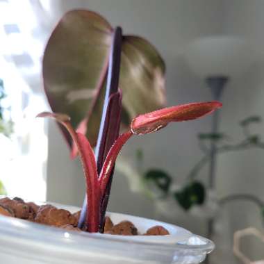 Philodendron 'Pink Princess' syn. Philodendron erubescens 'Pink Princess'