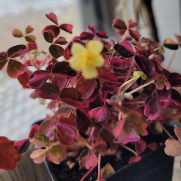 Plant image Oxalis 'Plum Crazy'