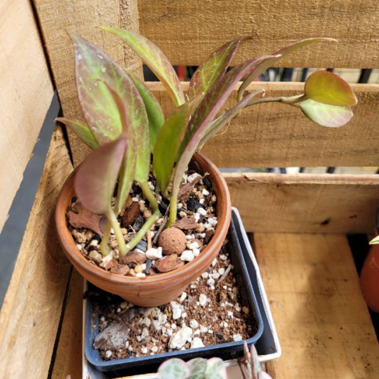 Plant image Hoya lacunosa var. pallidiflora X Hoya obscura