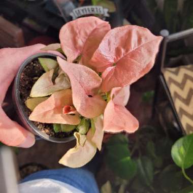 Syngonium 'Neon Robusta'