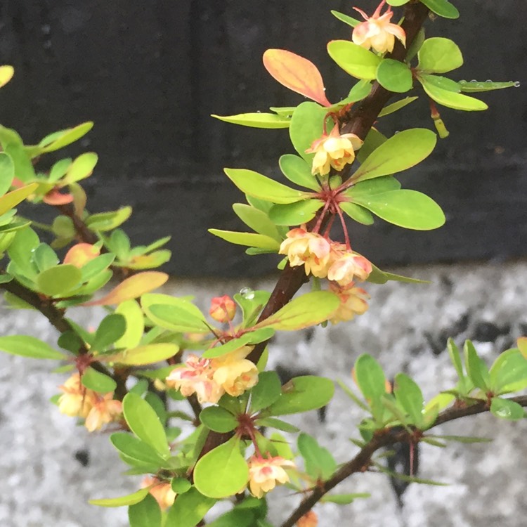 Plant image Berberis thunbergii 'Starburst'