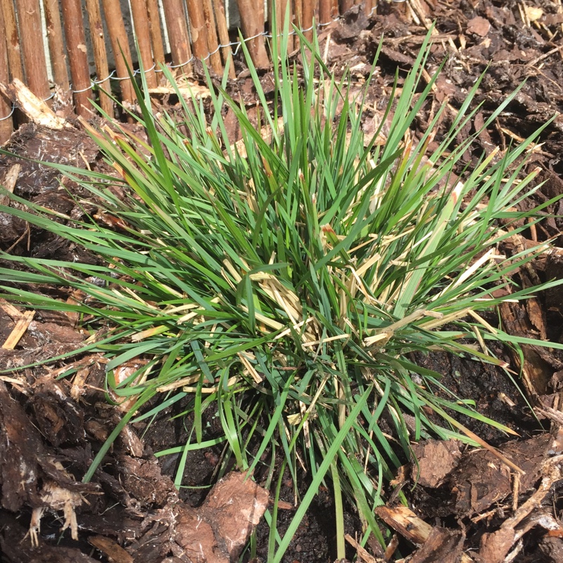 Plant image Deschampsia cespitosa