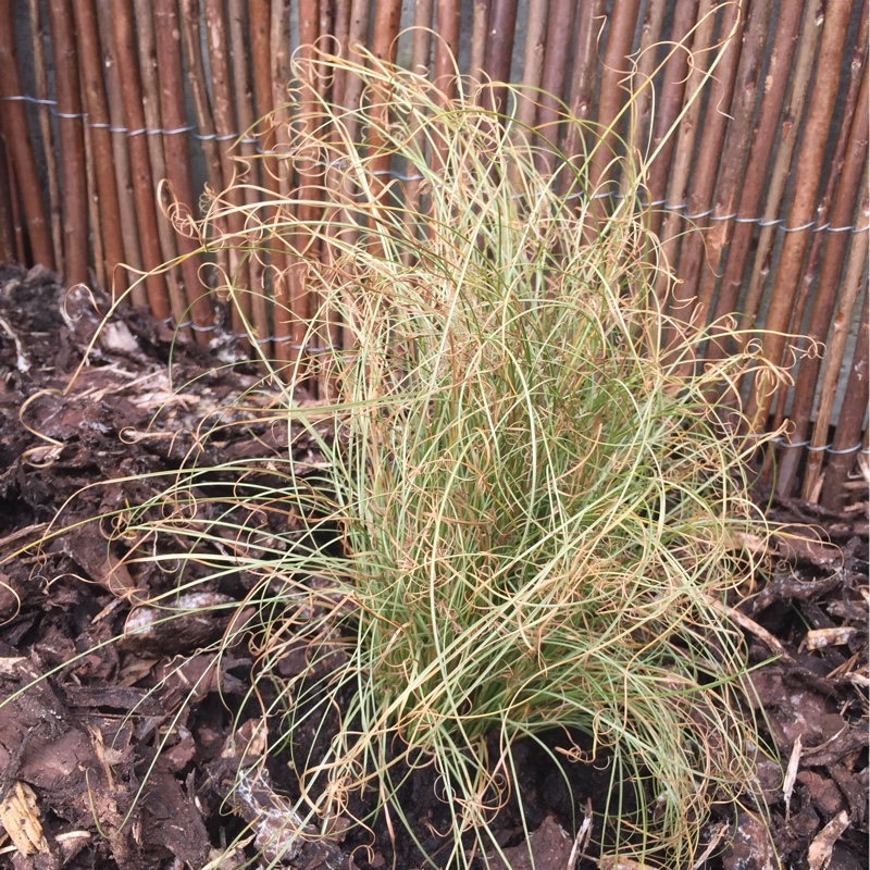 Plant image Carex comans 'Amazon Mist'