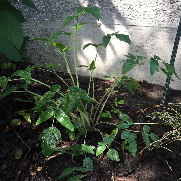 Plant image Mathiasella bupleuroides 'Green Dream'