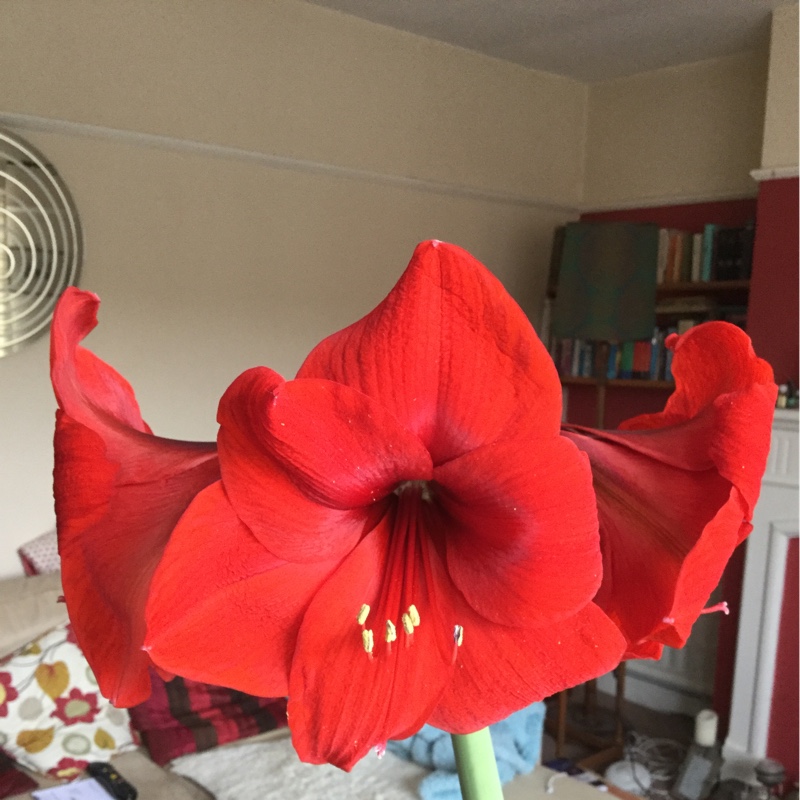 Plant image Hippeastrum 'Candy Floss'